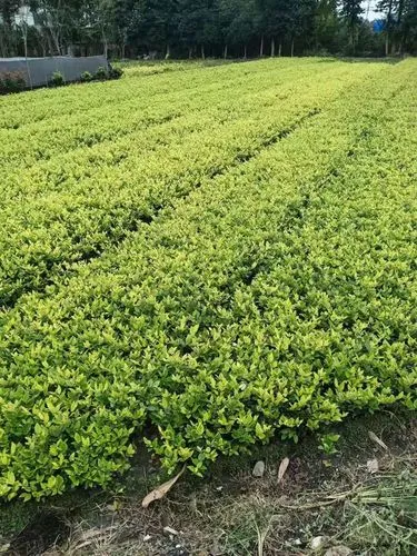 户外水上园林景观设计