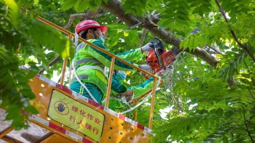 眉山樱花绿化工程项目